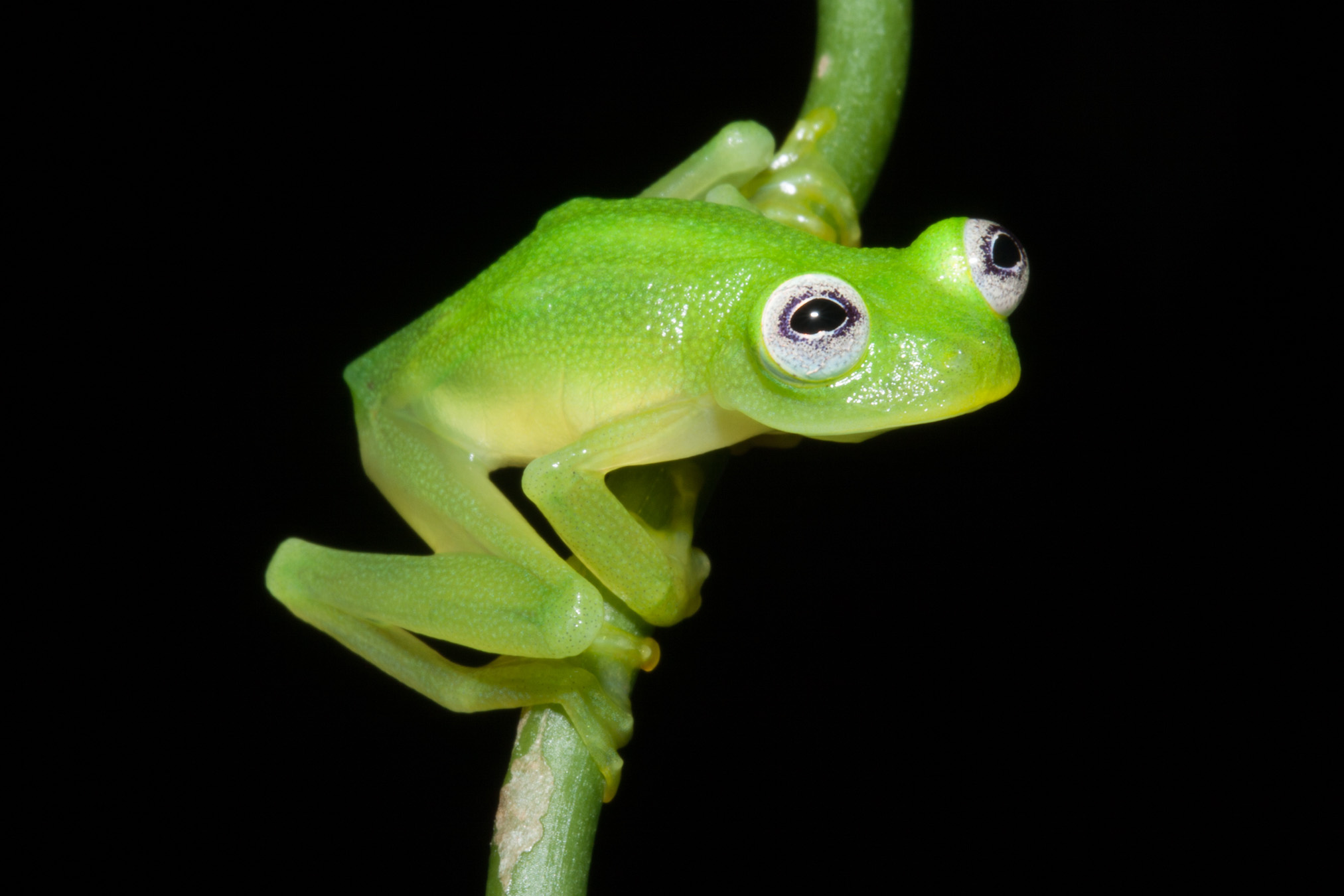 Scientists discover new species of glass frog in Costa Rica The Devon
